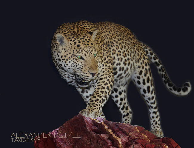 leopard-schleicht-an