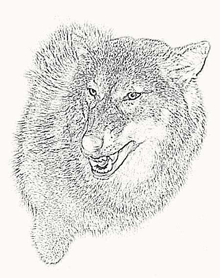 wolfkopie